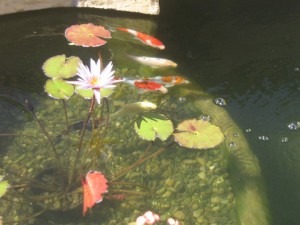 Water lilies help keep the water clear
