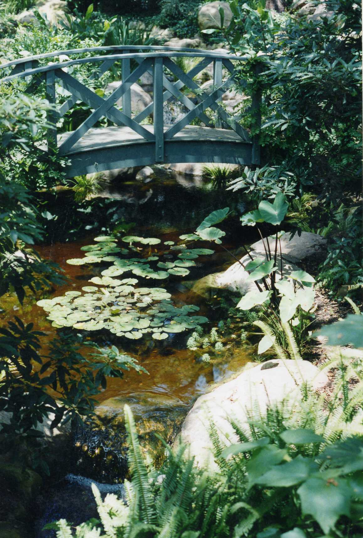 Water lilies in partial shade Water lilies in partial shade