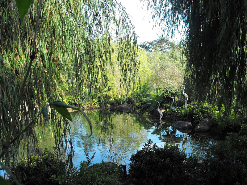 Koi Pond Koi Pond
