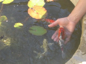 a fish in the hand is worth two in the pond