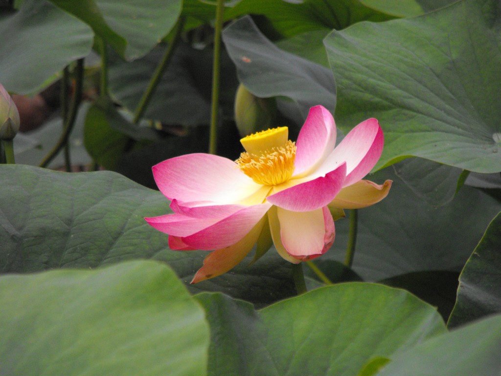 The Lotus Blossom