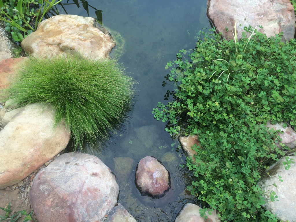 These aquatic plants fill in around the rocks nicely
