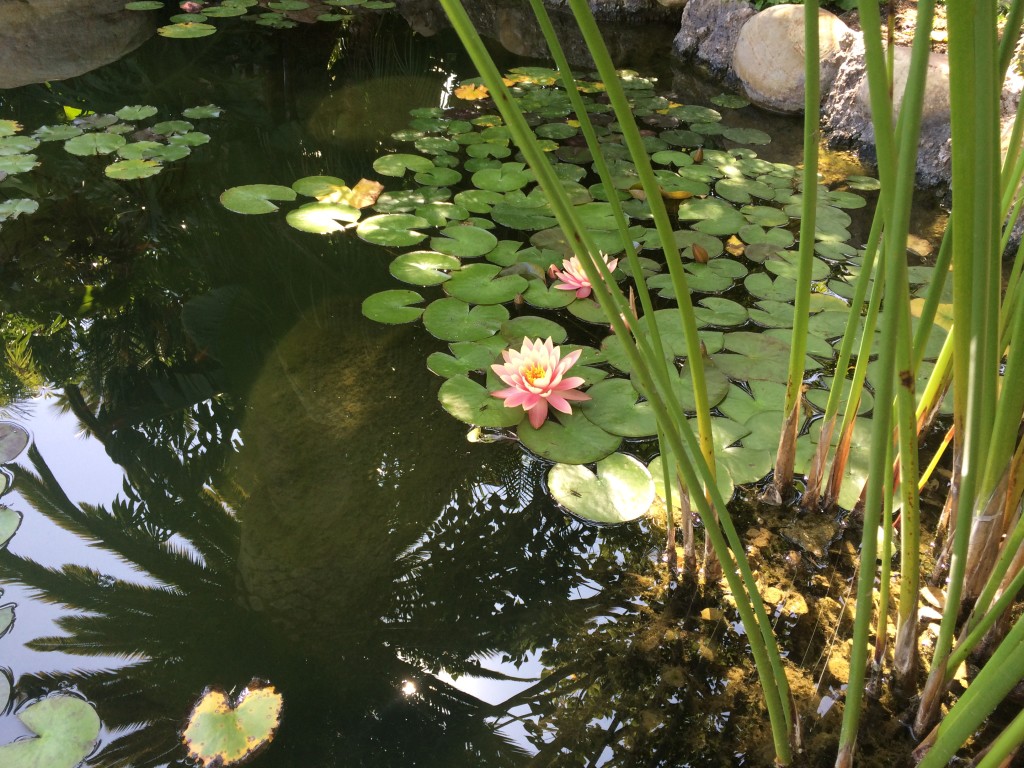 Pretty Lilies Blooming in the pond