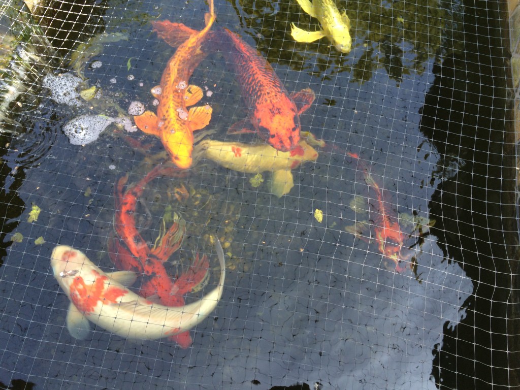 Koi fish in my cousin's pond in Santa Barbara
