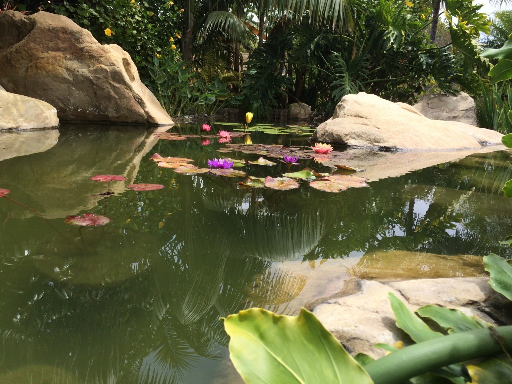 Santa Barbara sandstone rocks and water lilies in an aquatic garden