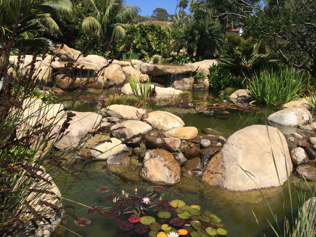 Rock and water with aquatic plants in Santa Barbara