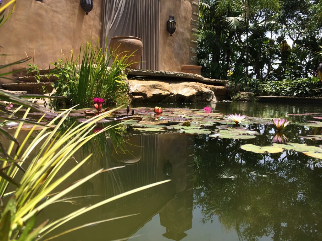 Water lilies Santa Barbara