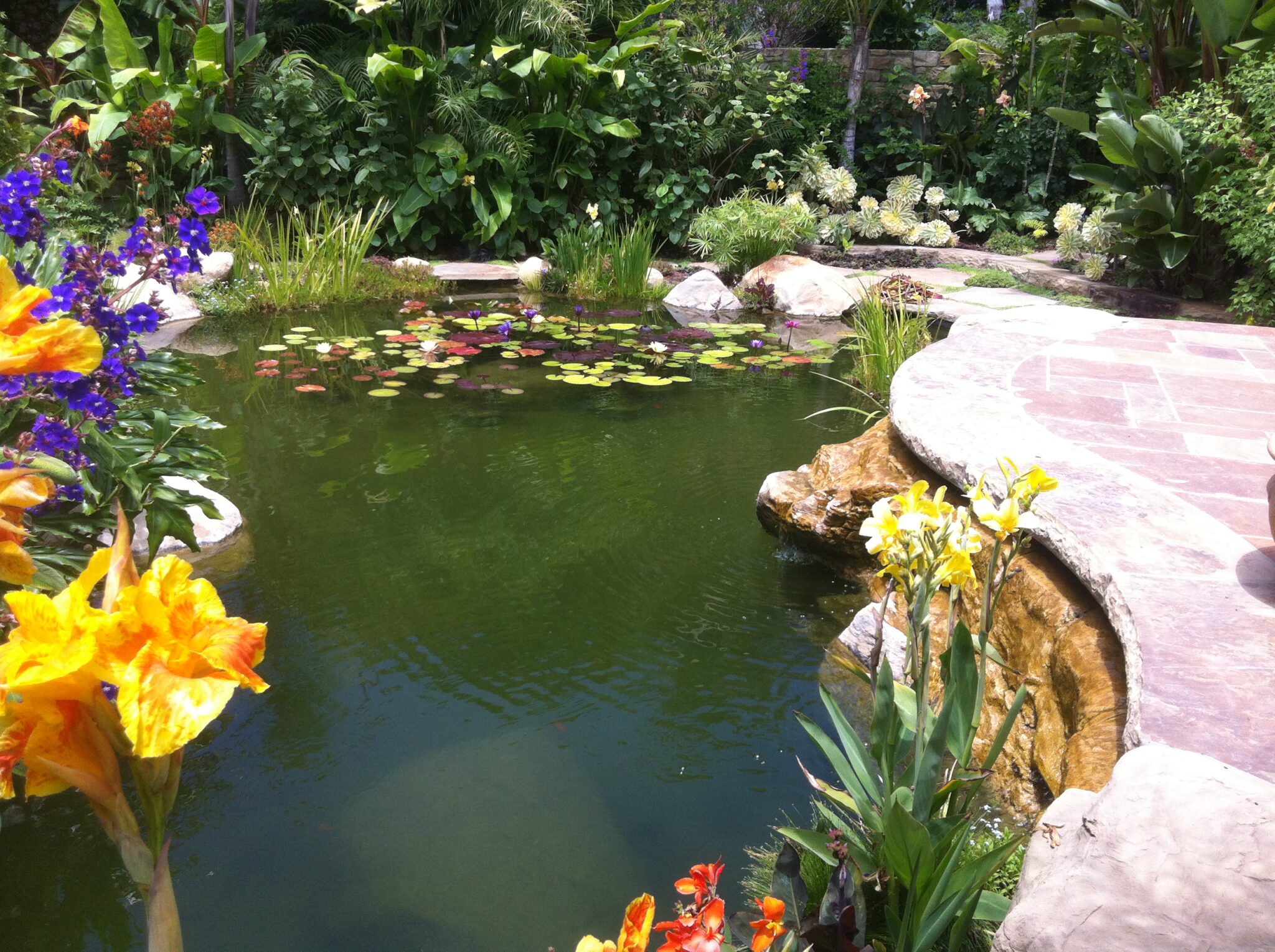 Swimming pool conversion to a beautiful koi pond – Garcia Rock And ...