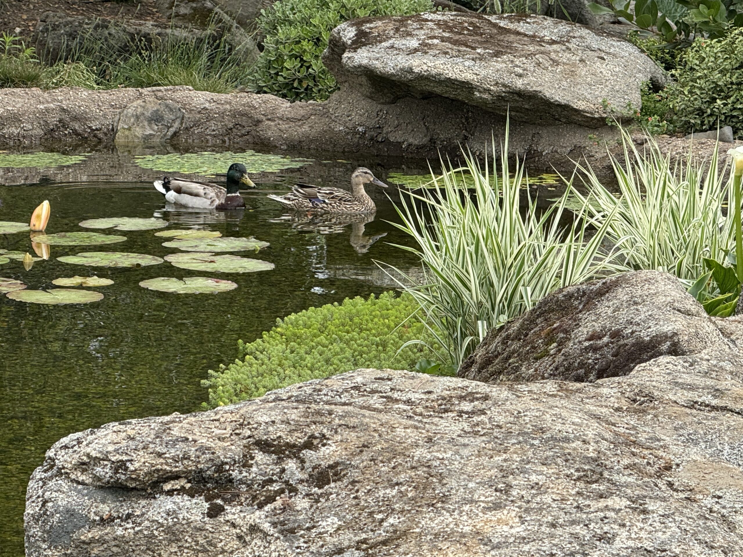 Garcia Rock And Water Design Koi Pond
