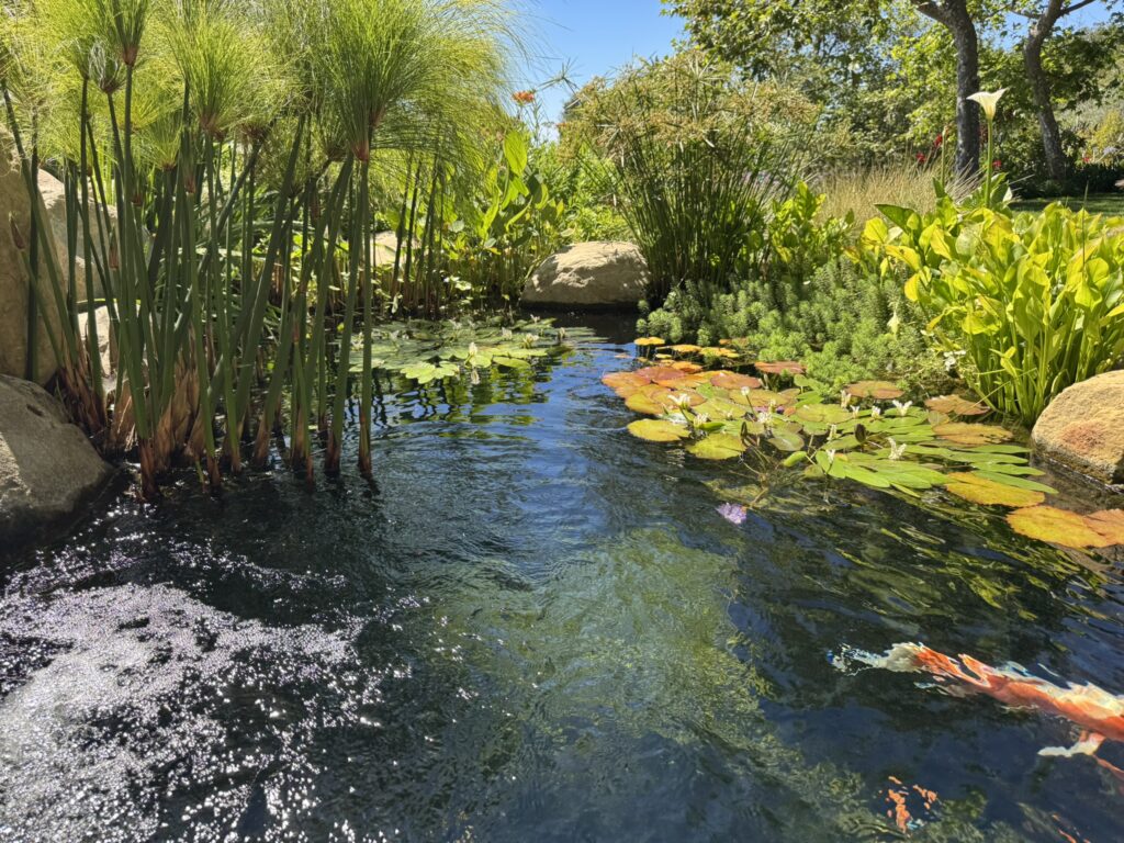 Koi Pond with clear water