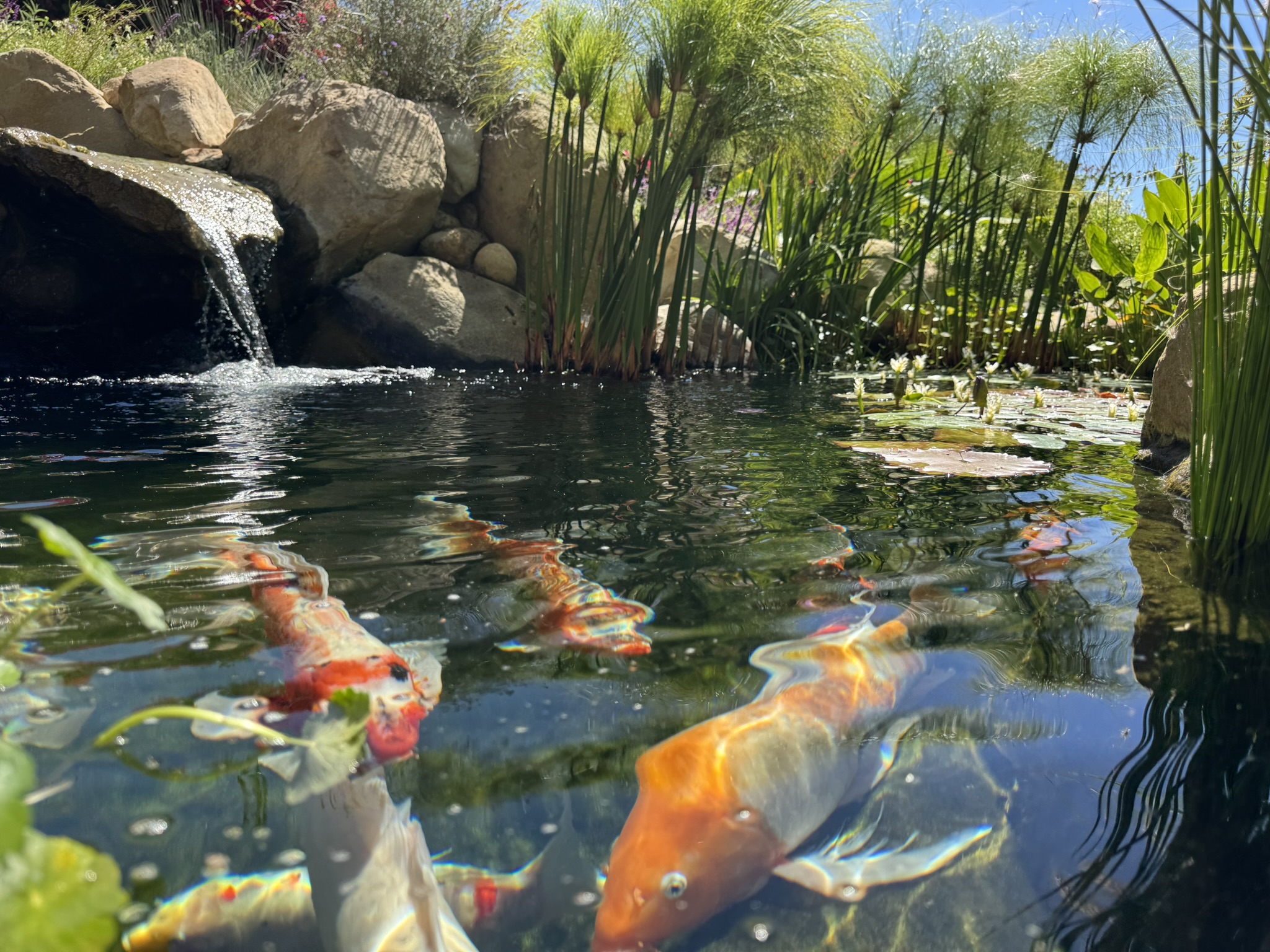 Koi Fish